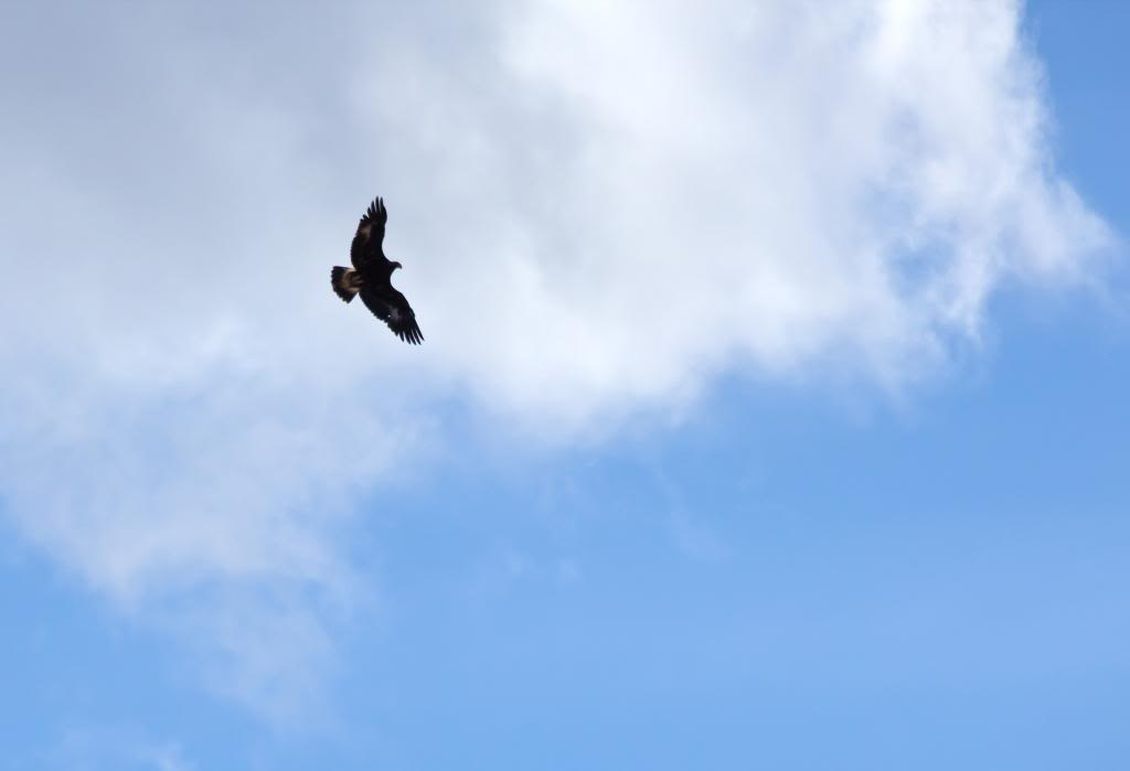 hawk-flying-in-the-sky-1113tm-pic-1351_zpseed08ea4